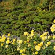 ナナ ありがとう(*^^*) REDROOM (レッドルーム)