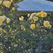 ヒメ日記 2025/12/18 17:30 投稿 ナナ REDROOM (レッドルーム)