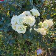 ヒメ日記 2025/12/21 16:00 投稿 ナナ REDROOM (レッドルーム)