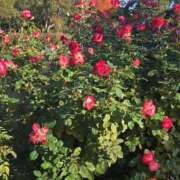 ヒメ日記 2025/12/22 17:30 投稿 ナナ REDROOM (レッドルーム)