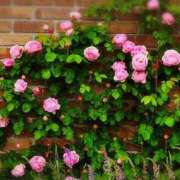 ヒメ日記 2025/12/30 17:30 投稿 ナナ REDROOM (レッドルーム)