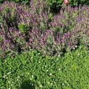 ヒメ日記 2026/01/07 17:30 投稿 ナナ REDROOM (レッドルーム)