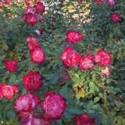 ヒメ日記 2026/01/12 17:30 投稿 ナナ REDROOM (レッドルーム)