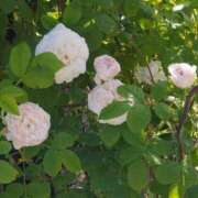 ヒメ日記 2026/01/21 16:00 投稿 ナナ REDROOM (レッドルーム)