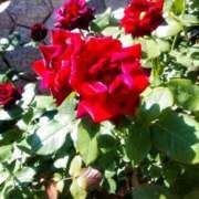 ヒメ日記 2026/01/22 17:30 投稿 ナナ REDROOM (レッドルーム)