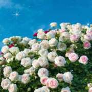 ヒメ日記 2026/01/25 17:01 投稿 ナナ REDROOM (レッドルーム)