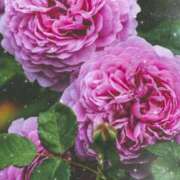 ヒメ日記 2026/01/29 16:30 投稿 ナナ REDROOM (レッドルーム)