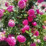 ヒメ日記 2026/02/03 17:30 投稿 ナナ REDROOM (レッドルーム)