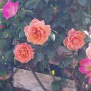 ヒメ日記 2026/02/12 17:30 投稿 ナナ REDROOM (レッドルーム)