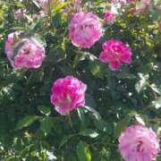 ヒメ日記 2026/02/21 17:30 投稿 ナナ REDROOM (レッドルーム)