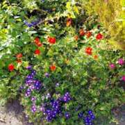 ヒメ日記 2026/03/08 17:30 投稿 ナナ REDROOM (レッドルーム)