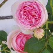 ヒメ日記 2026/03/10 17:30 投稿 ナナ REDROOM (レッドルーム)