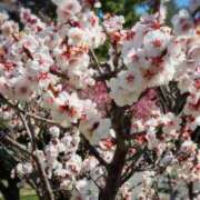 ヒメ日記 2026/03/14 17:30 投稿 ナナ REDROOM (レッドルーム)