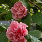 ヒメ日記 2026/03/17 17:30 投稿 ナナ REDROOM (レッドルーム)