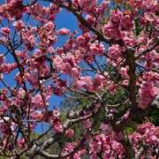 ヒメ日記 2026/03/18 17:30 投稿 ナナ REDROOM (レッドルーム)