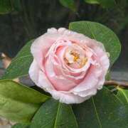 ヒメ日記 2026/03/19 09:24 投稿 ナナ REDROOM (レッドルーム)