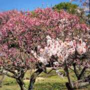 ヒメ日記 2026/03/20 17:30 投稿 ナナ REDROOM (レッドルーム)