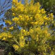 ヒメ日記 2026/03/21 17:30 投稿 ナナ REDROOM (レッドルーム)