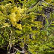 ヒメ日記 2026/03/22 17:30 投稿 ナナ REDROOM (レッドルーム)