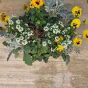 ヒメ日記 2026/03/25 17:30 投稿 ナナ REDROOM (レッドルーム)