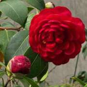 ヒメ日記 2026/03/26 17:30 投稿 ナナ REDROOM (レッドルーム)