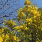 ヒメ日記 2026/03/30 17:30 投稿 ナナ REDROOM (レッドルーム)