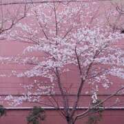 ヒメ日記 2026/04/04 17:31 投稿 ナナ REDROOM (レッドルーム)