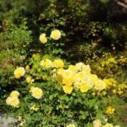 ヒメ日記 2026/04/09 17:30 投稿 ナナ REDROOM (レッドルーム)