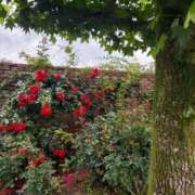 ヒメ日記 2026/04/17 17:30 投稿 ナナ REDROOM (レッドルーム)