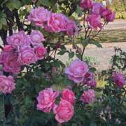 ヒメ日記 2026/04/21 17:30 投稿 ナナ REDROOM (レッドルーム)