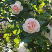 ヒメ日記 2026/04/24 17:01 投稿 ナナ REDROOM (レッドルーム)