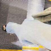 ヒメ日記 2025/05/24 06:17 投稿 あん トマトなび