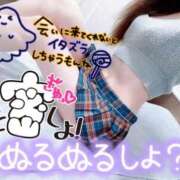 ヒメ日記 2025/10/29 07:50 投稿 あん トマトなび