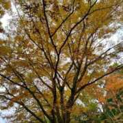 ヒメ日記 2025/11/02 13:07 投稿 あん トマトなび