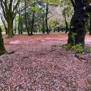 ヒメ日記 2026/04/03 07:49 投稿 あん トマトなび