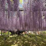 ヒメ日記 2026/04/23 00:07 投稿 さやか トマトなび