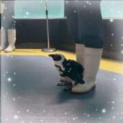 ヒメ日記 2025/08/09 17:35 投稿 すみれ トマトなび