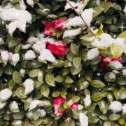 ヒメ日記 2026/02/08 13:25 投稿 すみれ トマトなび