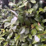 ヒメ日記 2026/03/10 09:19 投稿 すみれ トマトなび