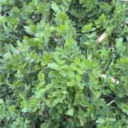 ヒメ日記 2026/03/21 09:38 投稿 すみれ トマトなび