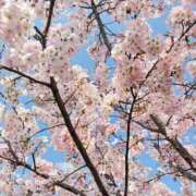 ヒメ日記 2026/03/29 11:01 投稿 すみれ トマトなび