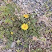 ヒメ日記 2026/04/03 16:21 投稿 すみれ トマトなび