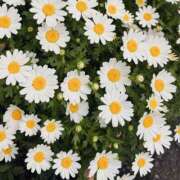 ヒメ日記 2026/04/06 16:48 投稿 すみれ トマトなび