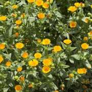 ヒメ日記 2026/04/12 09:08 投稿 すみれ トマトなび