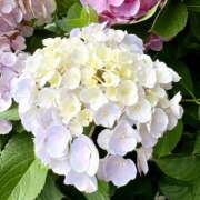 ヒメ日記 2025/06/26 23:36 投稿 はな トマトなび