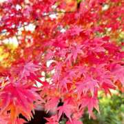 ヒメ日記 2025/11/30 23:08 投稿 はな トマトなび