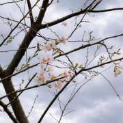 ヒメ日記 2026/03/19 23:30 投稿 はな トマトなび