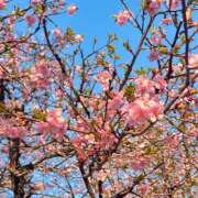 ヒメ日記 2026/03/21 07:38 投稿 はな トマトなび