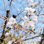 ヒメ日記 2026/03/29 23:43 投稿 はな トマトなび