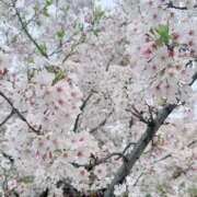 ヒメ日記 2026/04/05 23:27 投稿 はな トマトなび